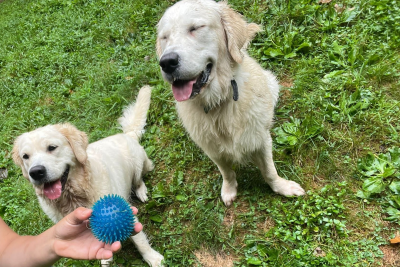 wooflandia golden retriever