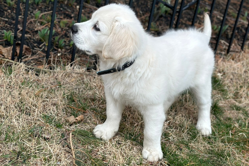 english cream golden puppy