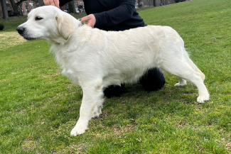 golden retriever